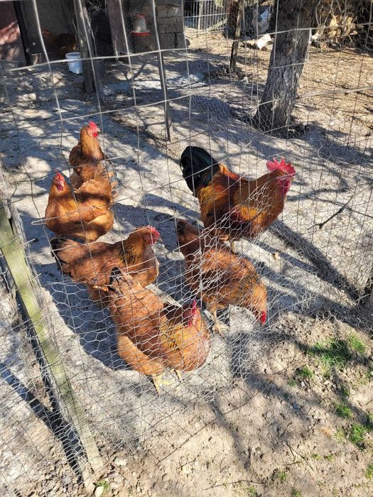 Vand oua pt incubat New Hampsire!