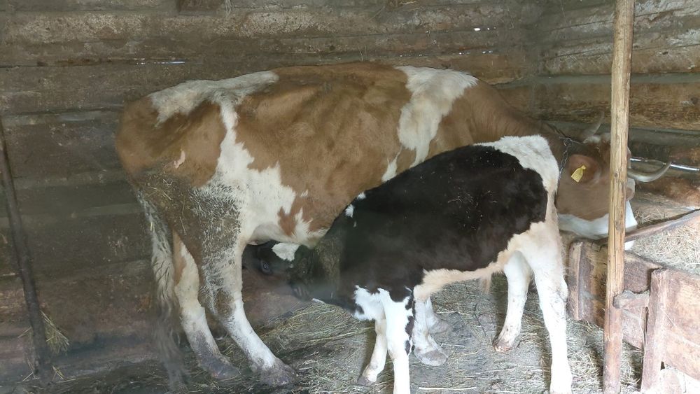 Vând vacă cu vițel