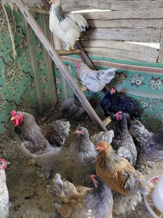 Vand pui tasa mixta de carne si puide gaina brahma maimulte soiuri gai