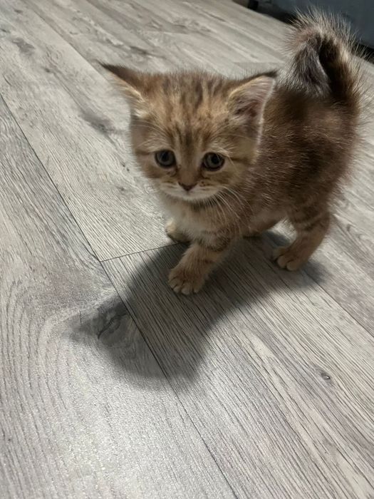 Продам котенка девочка британская