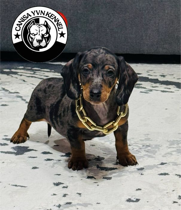 Mascul teckel arlequin miny