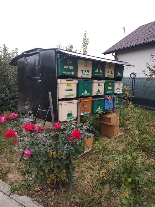 Vând miere : poliflora,rapiță ,salcâm și tinctură de propolis
