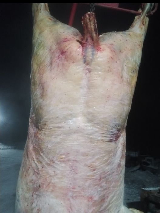 Согым, Аска, тойга ет, мясо