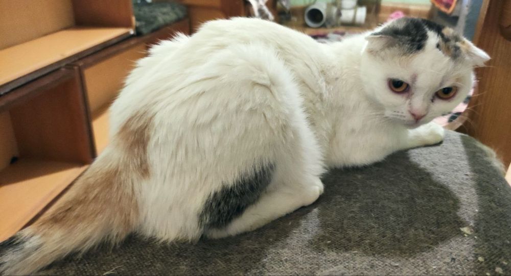 Молодая кошечка фолд