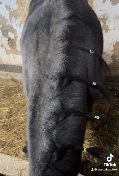 Продам кобылу англа-арабка