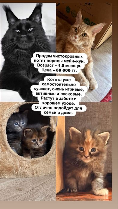 Чистокровный Мейн-кун