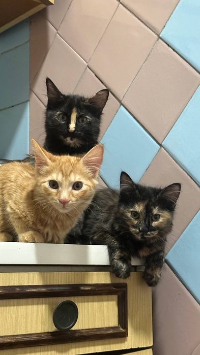 Пристраиваются котята. Домашние.