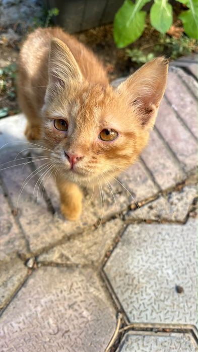 Котенок в хорошие руки