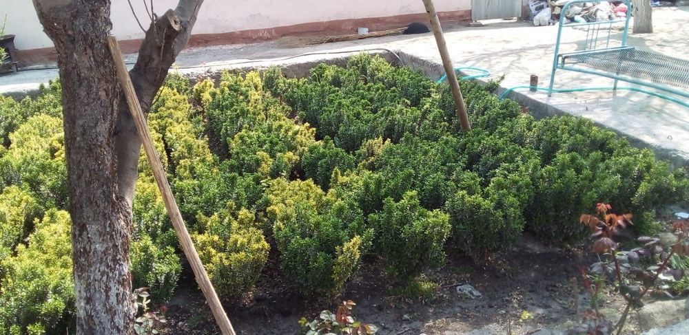 Шамшод гуллар 2 хил турда