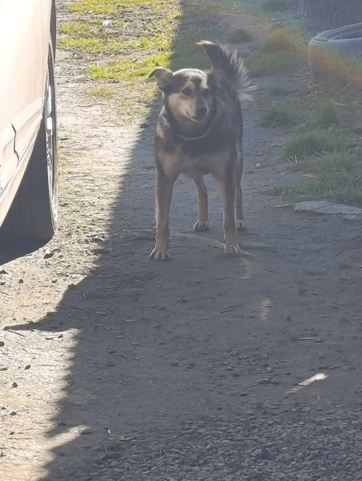 Ищет дом стерильная девочка.