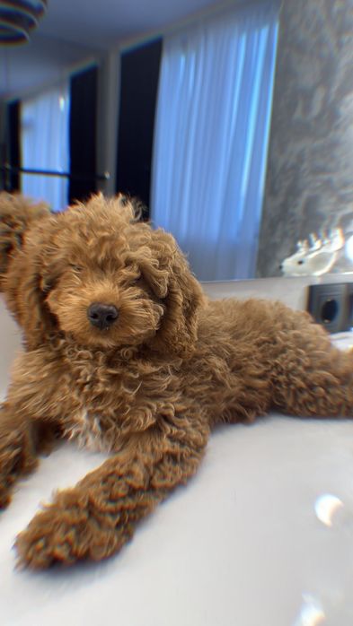 Мини женски пудел