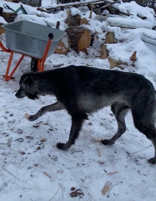 Екі көк каншық сатлат