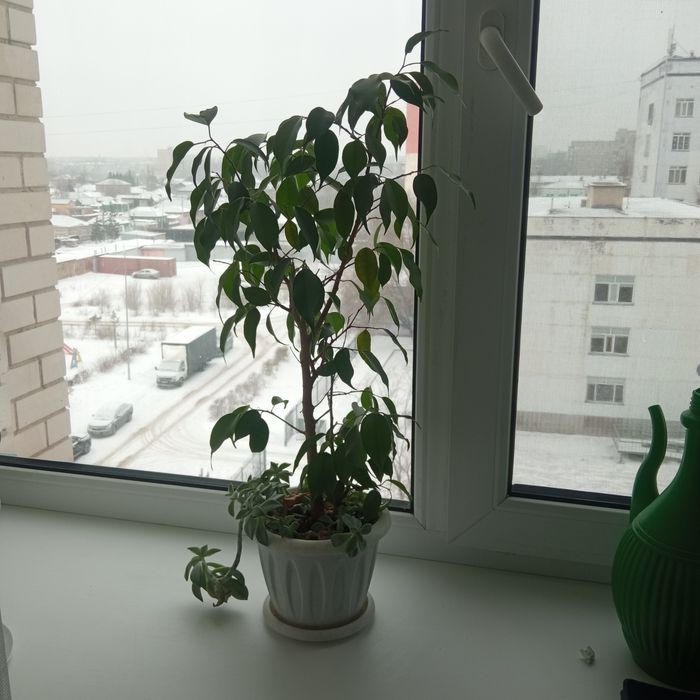 Продам лимон дерево