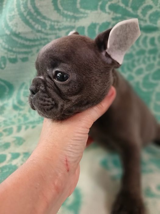 Французский бульдог голубые, девочки и мальчики
