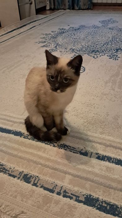 Отдам сиамскую кошечку