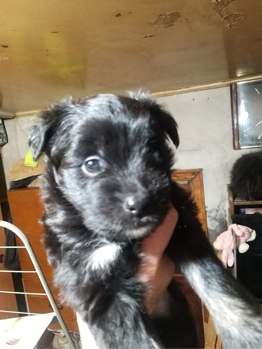 Китайская хохлатая