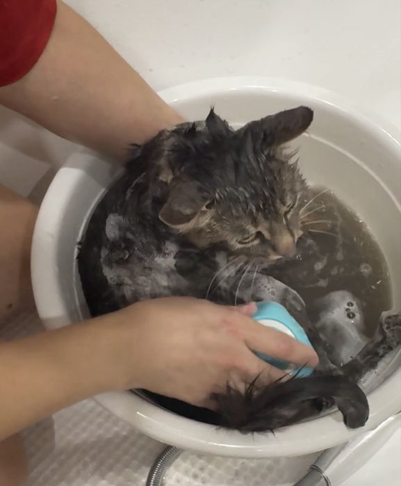 В добрые руки котик-найдёныш