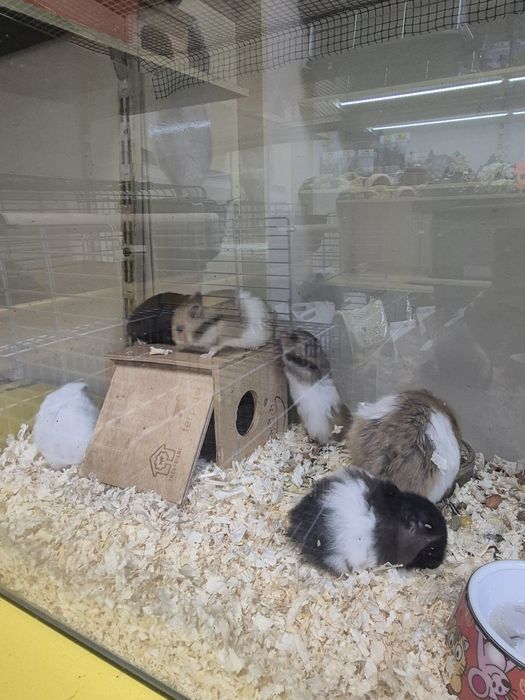 Продавам ангорски хамстер