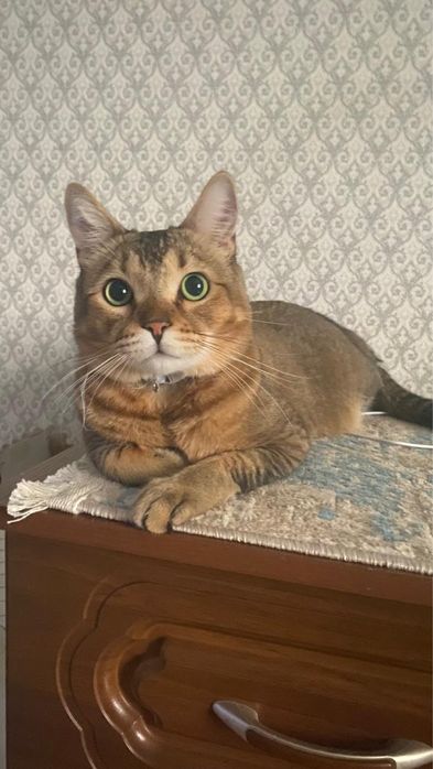 Абиссинский котик в добрые руки