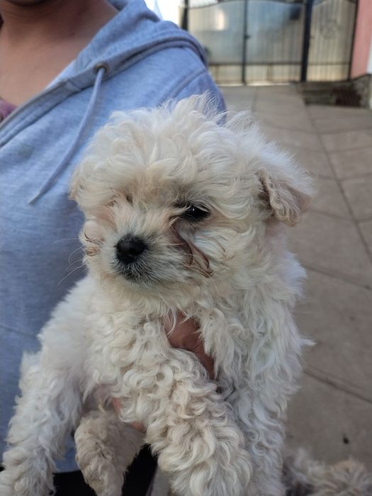 Bhison cu carnet si vaccinați