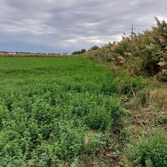 Участок 1га, село Береке