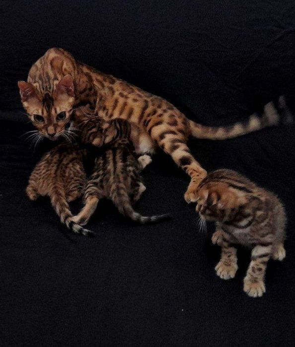Бенгальские котята продаётся