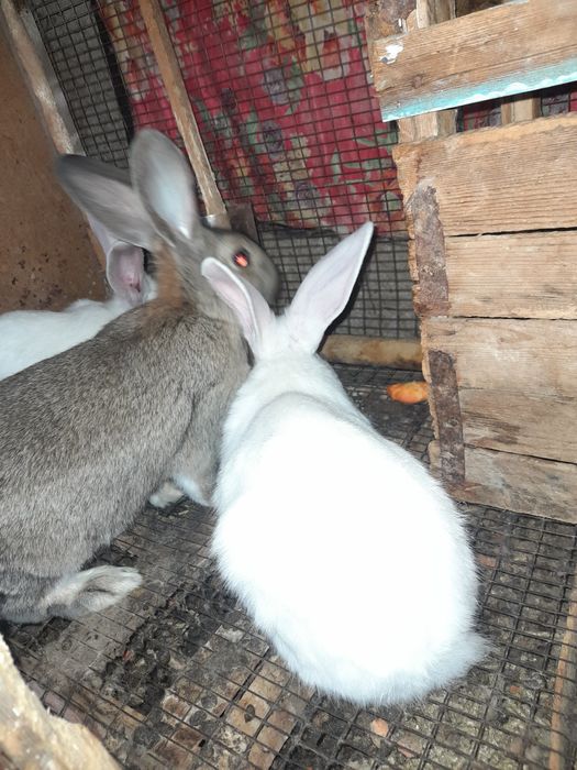 Quyon aralash 170min kelishamiz 4yarim oyli