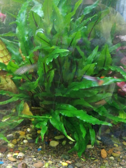 Аквариумные растения
