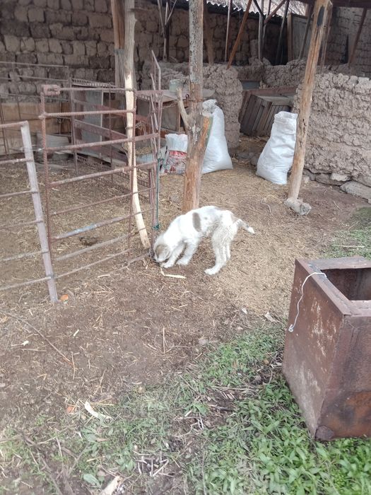 Собака Кушик сатылады