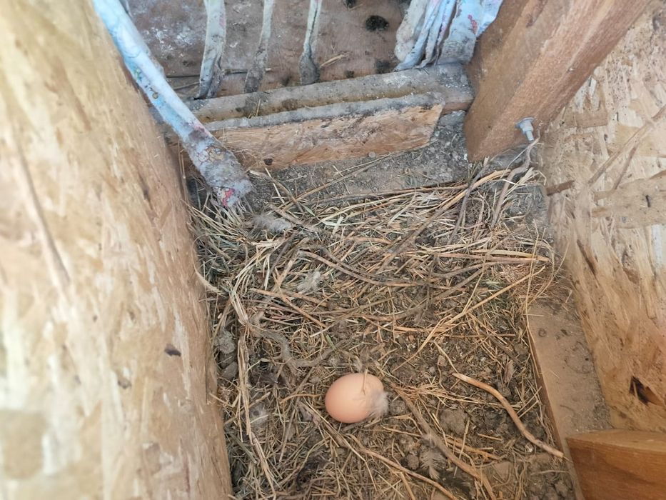 Жұмыртқа дәкән бойцовый (Яйцо)