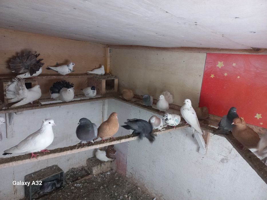 Продам голубей оптом