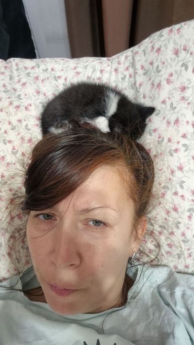 Котёнок  девочка. 1 месяц.