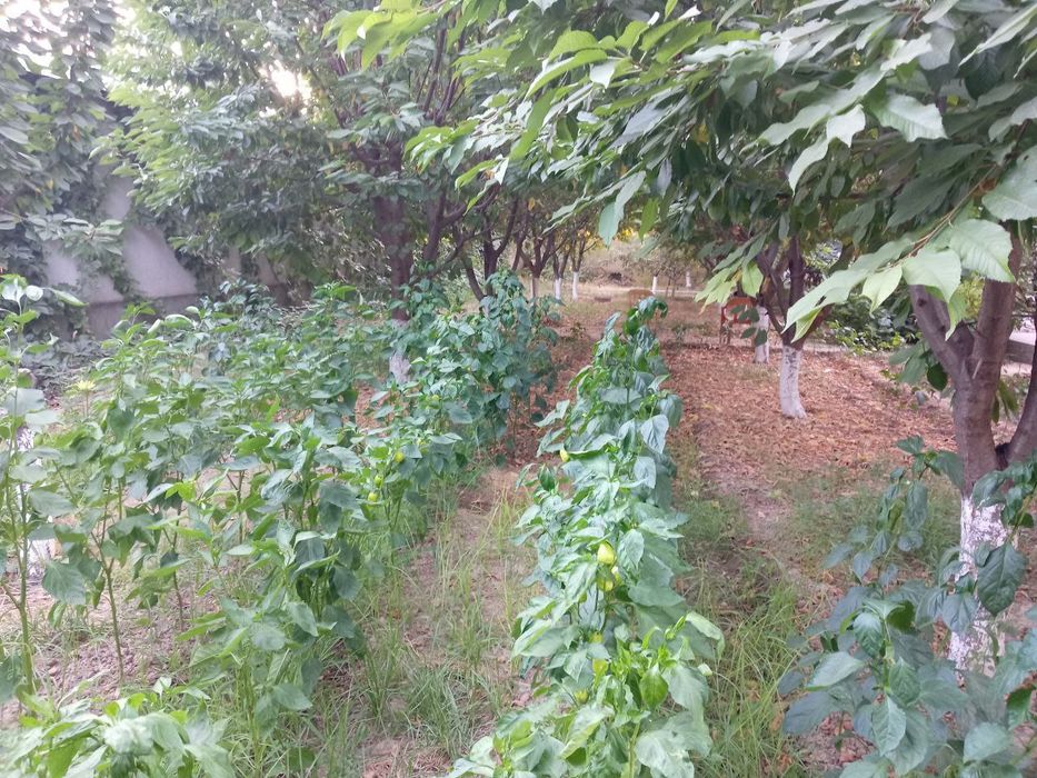 Участка сотилади маданият махалла