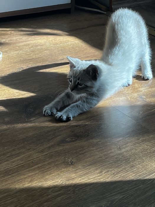 Pet Sitting / Bona pentru animalute– grijă pentru animalul tău
