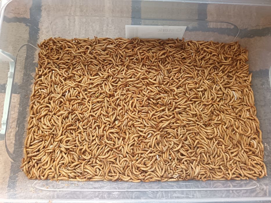 Hrana reptile ( mealworms / viermi de faina , blatta lateralis / turkmenistan roach,  soareci de  laborator )