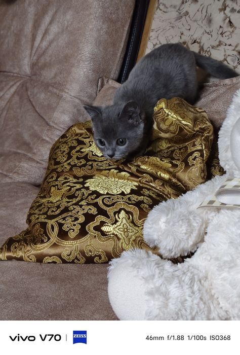 Котёнок в хорошую семью