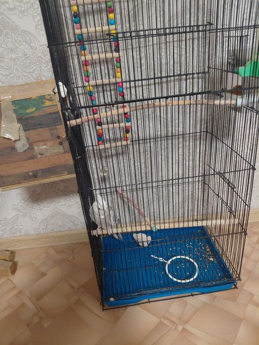 Продам попугая Корела с клеткай