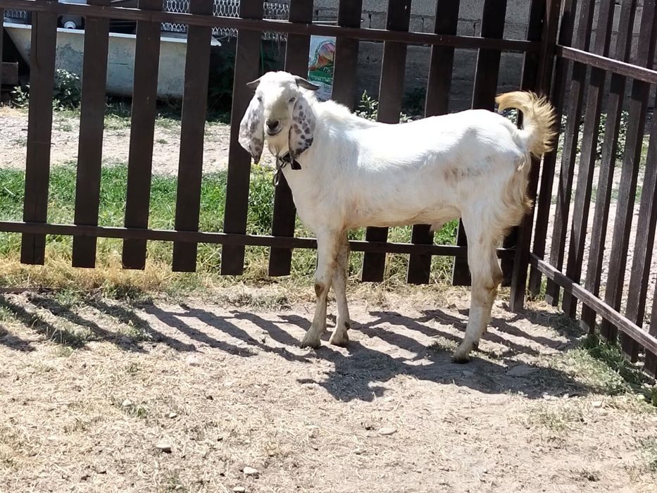 Козёл на вязку козел битал