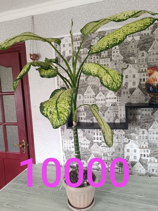 Цветы продамне дорого