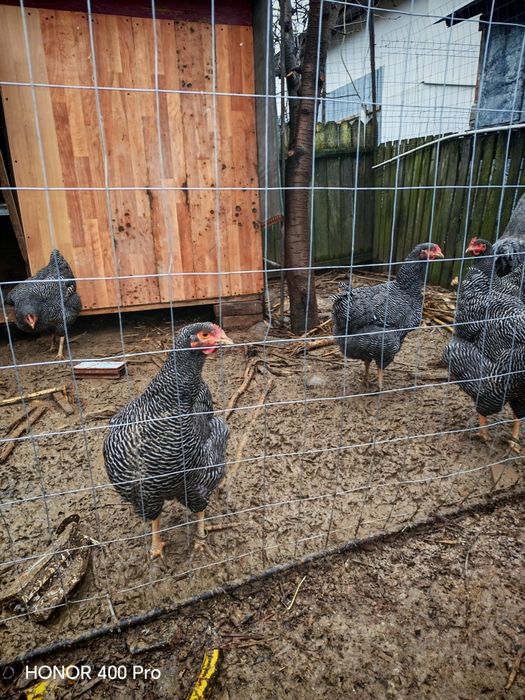 Familie playmut rock