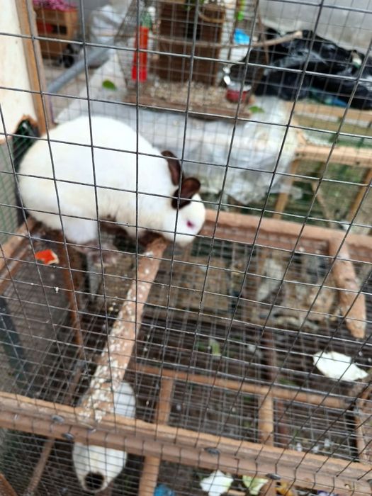 Куёнлар сотилади