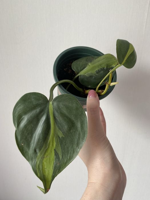 Филодендрон бразил