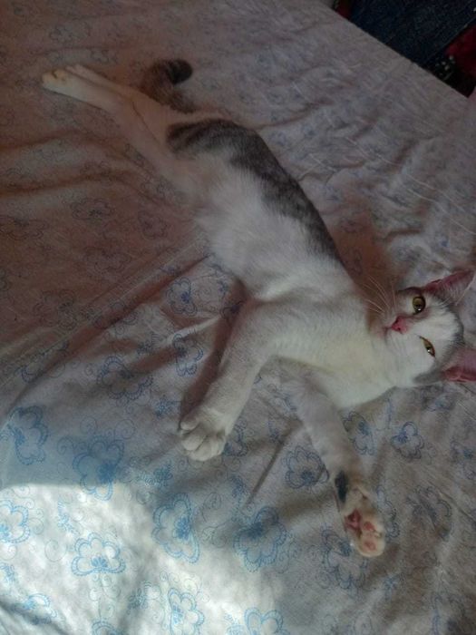 Отдам котенка девочка