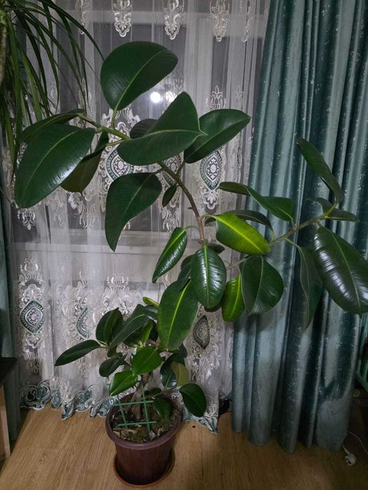 Драцена большой цветок