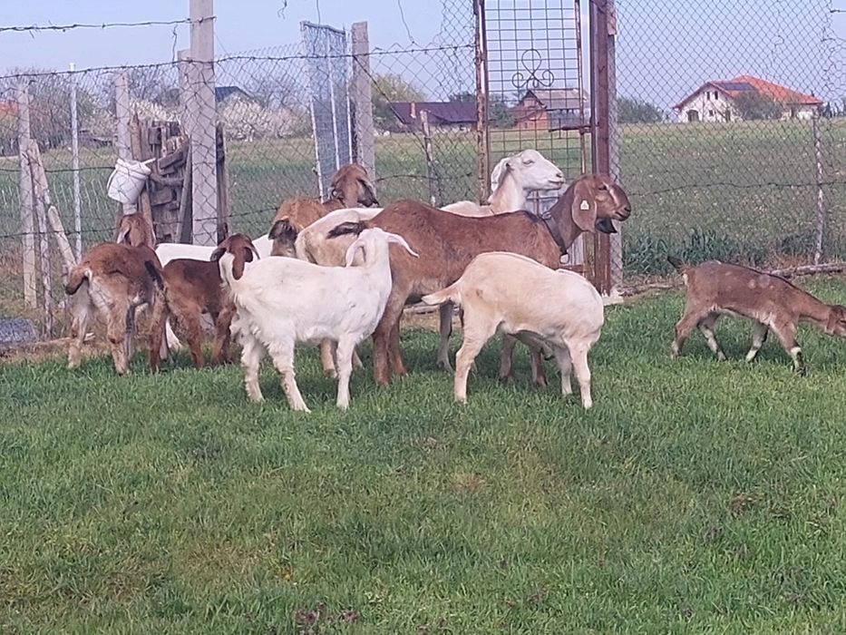 Vând ieduțe metis anglo nubian