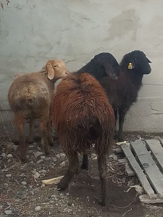 Домашние бараны .