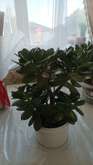 Денежное дерево /цветок