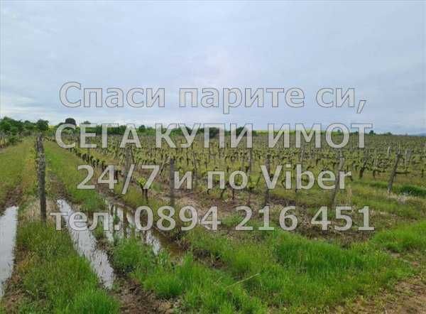 Лозя гледани 10000м2, до вода и път - код 61765