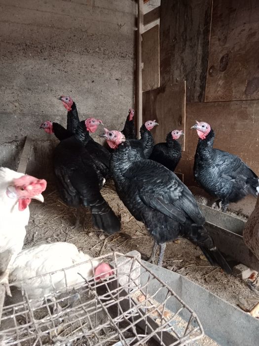 Индюк ундик үндік