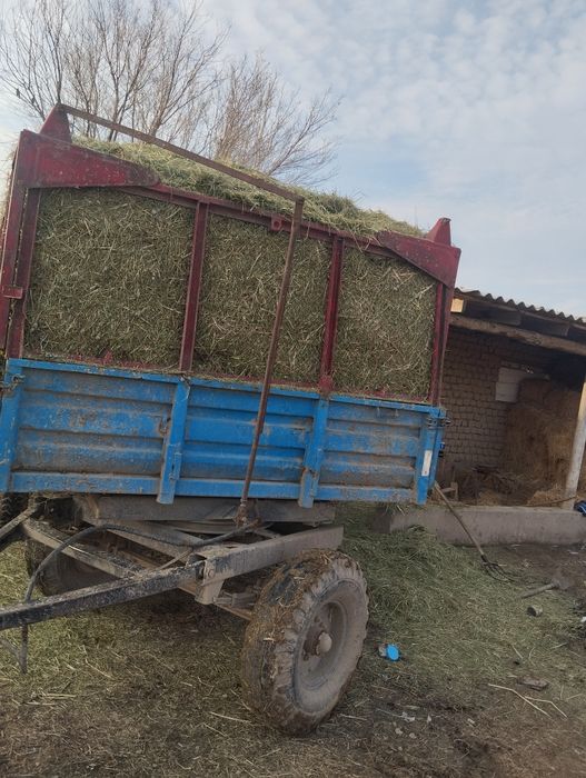 Жоңышқа бар майдаланган